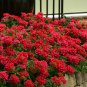 Garden Plant Semi Trailing Verbena Bonsai 100 PCS Seeds