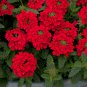 Garden Plant Semi Trailing Verbena Bonsai 100 PCS Seeds
