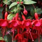 Fuchsia Orange Flowers with Dark Red Centre Flowers 10 PCS Seeds
