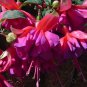 Fuchsia Orange Flowers with Dark Red Centre Flowers 10 PCS Seeds