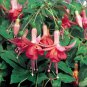 Fuchsia Orange Flowers with Dark Red Centre Flowers 10 PCS Seeds
