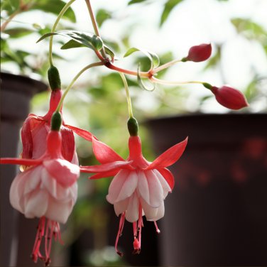 Fuchsia Lanterns 100 PCS Seeds