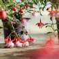 Fuchsia Lanterns 100 PCS Seeds