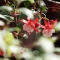 Fuchsia Lanterns 100 PCS Seeds