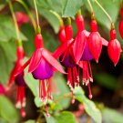 Fuchsia Garden Balcony Lanterns Flowers Begonia Malus Spectabilis 200 PCS Seeds