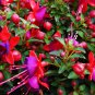 Fuchsia Garden Balcony Lanterns Flowers Begonia Malus Spectabilis 200 PCS Seeds