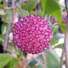 Fuchsia Ball Orchid Bonsai Hoya Carnosa Flores 100 PCS Seeds Fuchsia Ball Orchid Bonsai Hoya Carnosa Flores 100 PCS Seeds