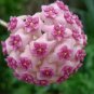 Fuchsia Ball Orchid Bonsai Hoya Carnosa Flores 100 PCS Seeds