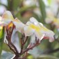 Garden Frangipani Plumeria Rubra Flower 100 PCS Seeds