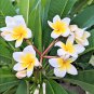 Garden Frangipani Plumeria Rubra Flower 100 PCS Seeds