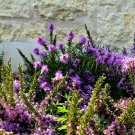Garden Foxtail Fern Purple White Mixed Colors 100 PCS Seeds Garden Foxtail Fern Purple White Mixed Colors 100 PCS Seeds