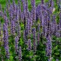 Garden Foxtail Fern Purple White Mixed Colors 100 PCS Seeds