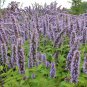 Garden Foxtail Fern Purple White Mixed Colors 100 PCS Seeds