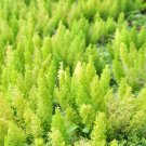 Garden Foxtail Fern Dark Green White Colors 100 PCS Seeds Garden Foxtail Fern Dark Green White Colors 100 PCS Seeds