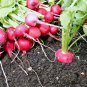 fruit Radish Red Radishes Vegetable 700 PCS Seeds