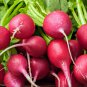 fruit Radish Red Radishes Vegetable 700 PCS Seeds