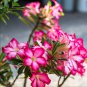 Fresh Real Adenium oleifolium Adenium Obesum semillas 100 PCS Seeds