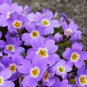Fresh Evening Primrose Bonsai Seedlings Perennial Beautiful Europe 100 PCS Seeds
