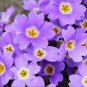 Fresh Evening Primrose Bonsai Seedlings Perennial Beautiful Europe 100 PCS Seeds