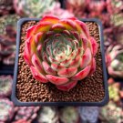 Fresh Succulent Plant Bonsai Radiation Succulents Sedum 100 PCS Seeds Fresh Succulent Plant Bonsai Radiation Succulents Sedum 100 PCS Seeds