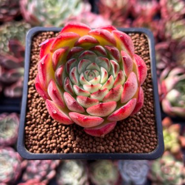 Fresh Succulent Plant Bonsai Radiation Succulents Sedum 100 PCS Seeds