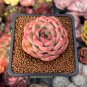 Fresh Succulent Plant Bonsai Radiation Succulents Sedum 100 PCS Seeds