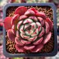 Fresh Succulent Plant Bonsai Radiation Succulents Sedum 100 PCS Seeds