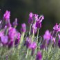 French Provence Lavender Mixed Pink and Purple Colors 200 PCS Seeds