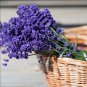 French Provence Lavender Mixed Pink and Purple Colors 200 PCS Seeds