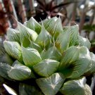 Fresh Real Haworthia cooperi Baker Plant semillas Sementes 50 PCS Seeds Fresh Real Haworthia cooperi Baker Plant semillas Sementes 50 PCS Seeds