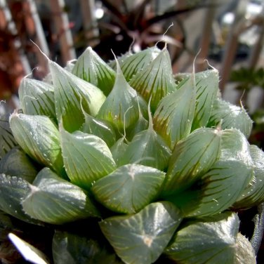Fresh Real Haworthia cooperi Baker Plant semillas Sementes 50 PCS Seeds