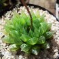 Fresh Real Haworthia cooperi Baker Plant semillas Sementes 50 PCS Seeds