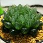 Fresh Real Haworthia cooperi Baker Plant semillas Sementes 50 PCS Seeds