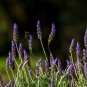French Provence Lavender Very Fragrant Organic Lavender Plant 100 PCS Seeds