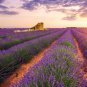 French Provence Lavender Very Fragrant Organic Lavender Plant 100 PCS Seeds