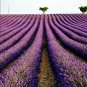 French Provence Lavender Very Fragrant Organic Lavender Plant 100 PCS Seeds