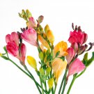 Freesias Bonsai Gorgeous Colorful & Fragrant Plants 100 PCS Seeds