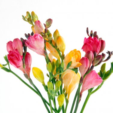 Freesias Bonsai Gorgeous Colorful & Fragrant Plants 100 PCS Seeds