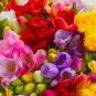 Freesias Bonsai Gorgeous Colorful & Fragrant Plants 100 PCS Seeds
