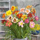 Mixed Tawny Daylily Mixed 9 Colors 200 PCS Seeds