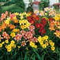 Mixed Tawny Daylily Mixed 9 Colors 200 PCS Seeds