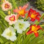 Mixed Tawny Daylily Mixed 9 Colors 200 PCS Seeds
