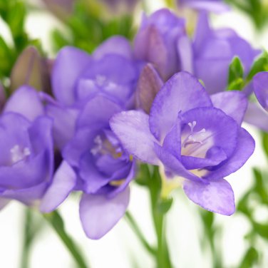 Freesia Flower Rose Purple Flowers 100 PCS Seeds