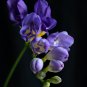 Freesia Flower Rose Purple Flowers 100 PCS Seeds