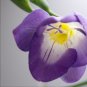 Freesia Flower Rose Purple Flowers 100 PCS Seeds