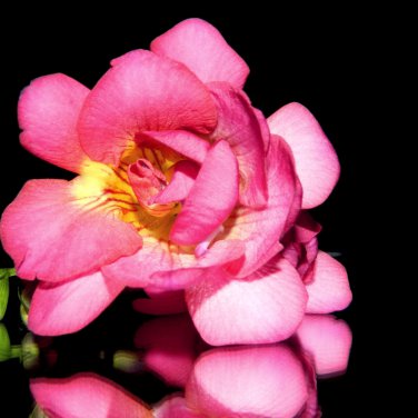 Freesia Flower Rose Pink Flowers 10 PCS Seeds
