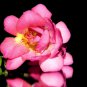 Freesia Flower Rose Pink Flowers 10 PCS Seeds