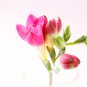 Freesia Flower Rose Pink Flowers 10 PCS Seeds