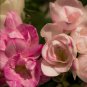 Freesia Flower Rose Pink Flowers 10 PCS Seeds