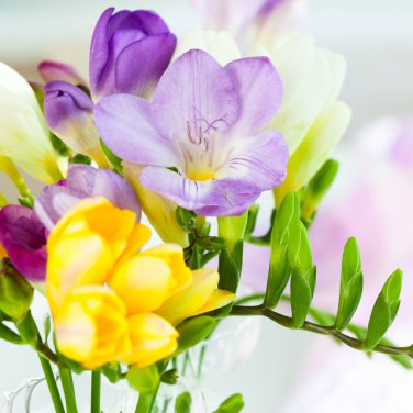 Freesia Bonsai Garden Freesia Bulbs Flower 200 PCS Seeds